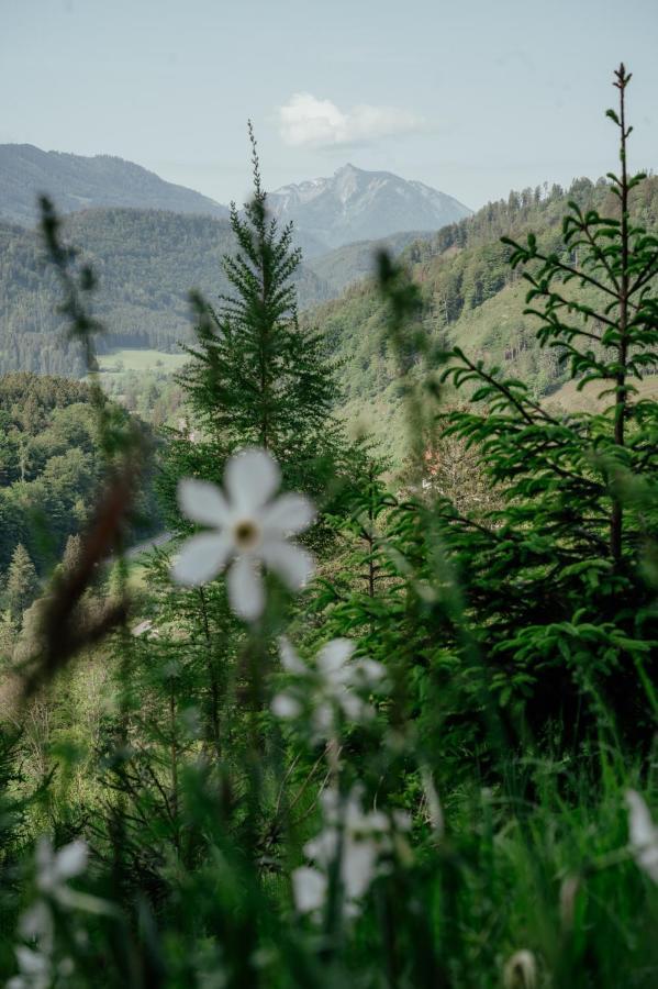 Ferienwohnungen Baumann-Breitenberg Sankt Georgen am Reith Buitenkant foto